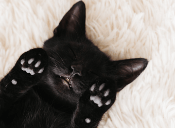 10 Reasons to Adopt a Black Cat in Honor of Black Cat Appreciation Day