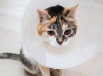 Cat’s Having Surgery? Here’s How to Help Them Prepare and Recover at Home