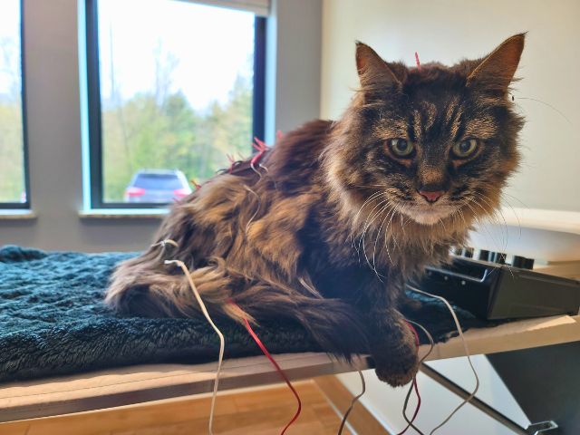 Cat acupuncture at Sugar River Animal Hospital in Grantham, NH