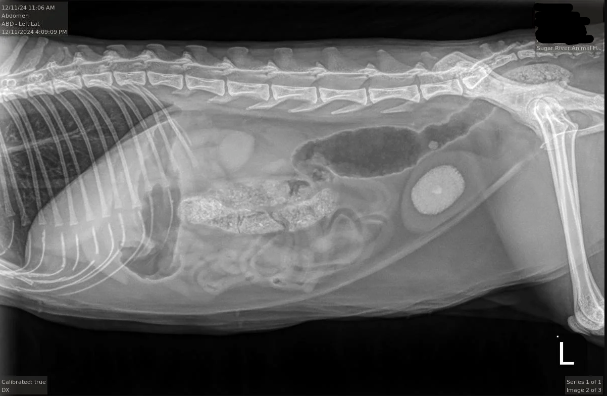 Radiographs of urinary stones at Sugar River Animal Hospital