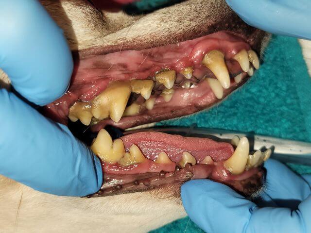 Dental Before Cleaning at SRAH