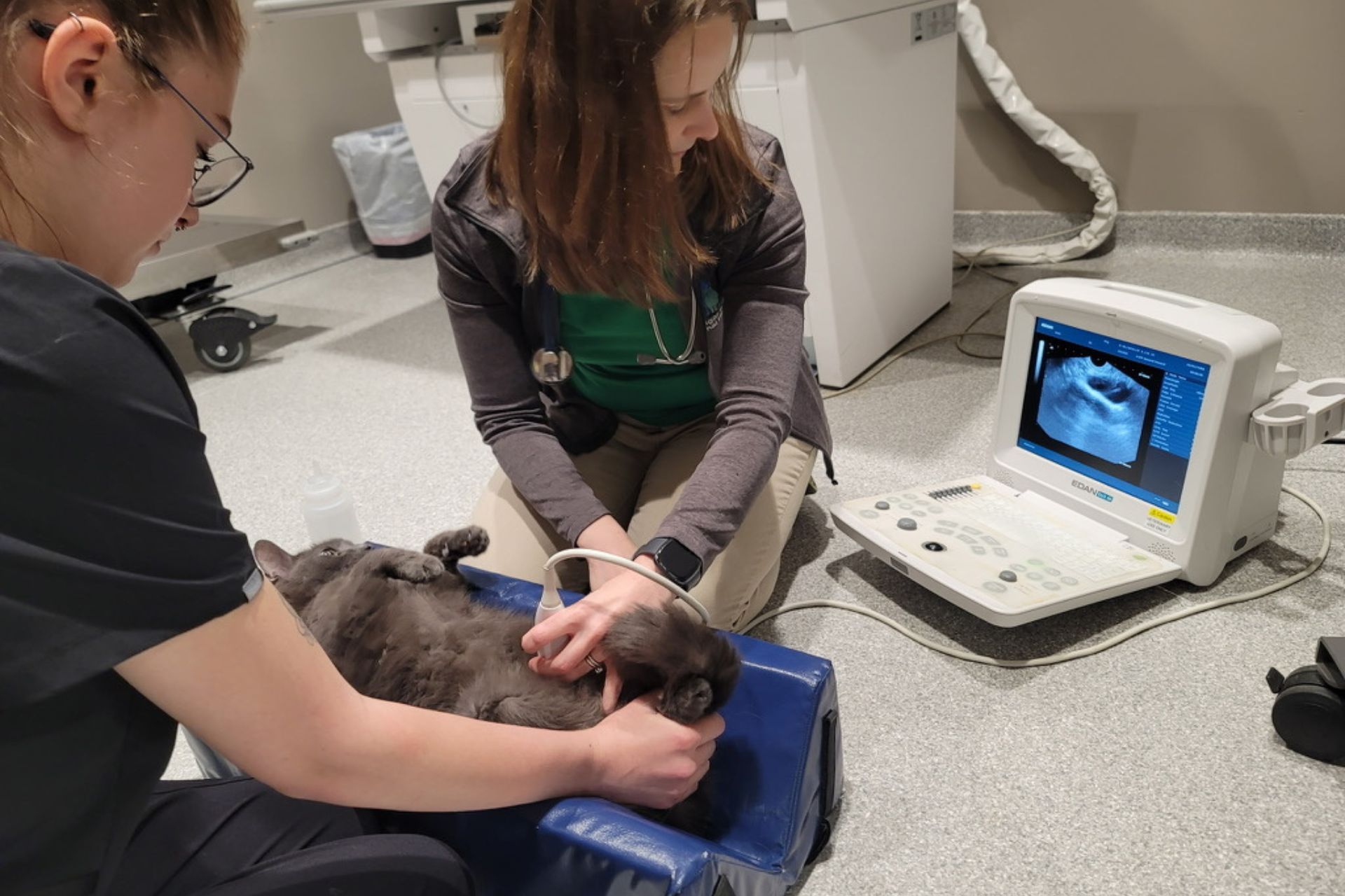 Dr. Catherine MacLean performing an ultrasound on a cat