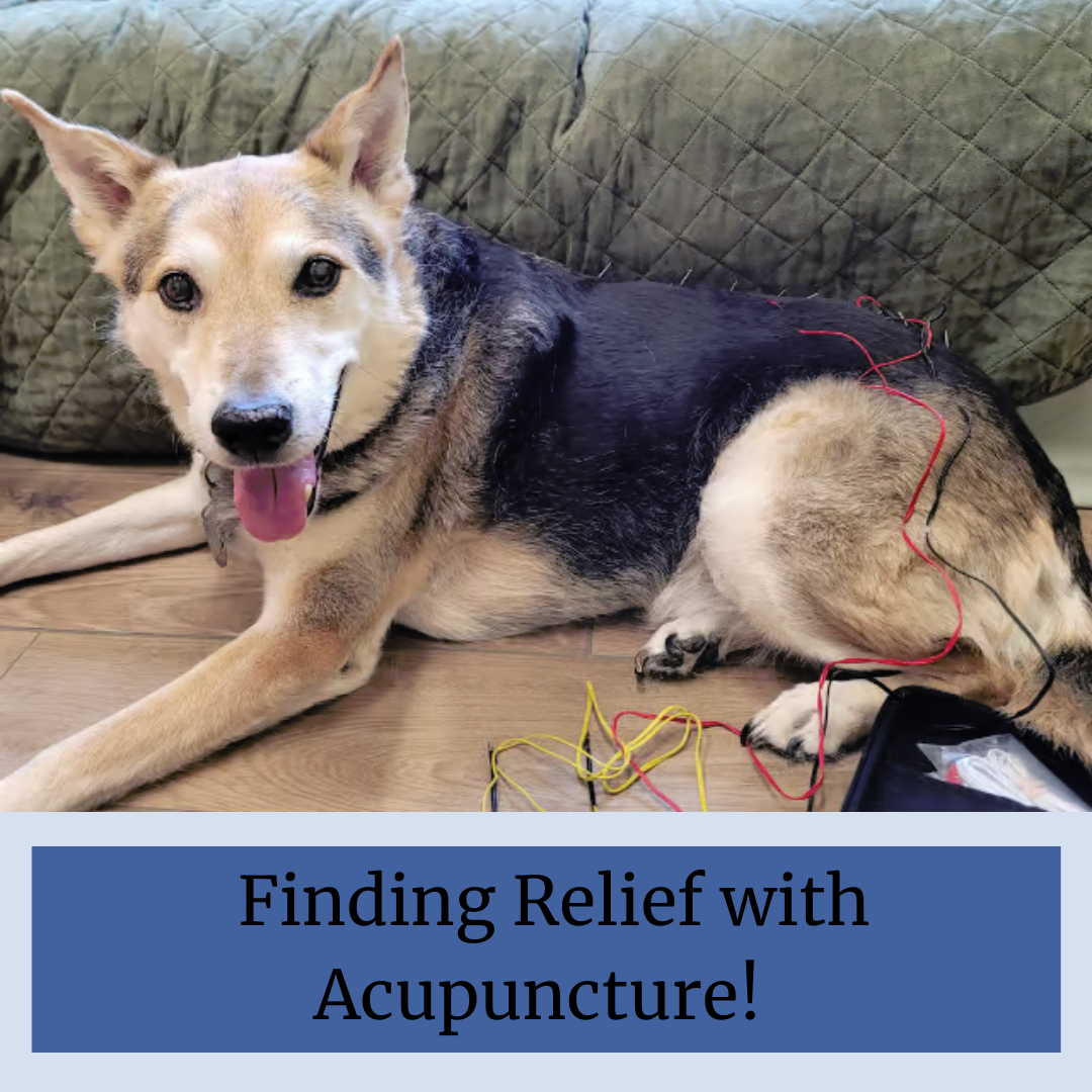 Acupuncture at Sugar River Animal Hospital in Grantham NH