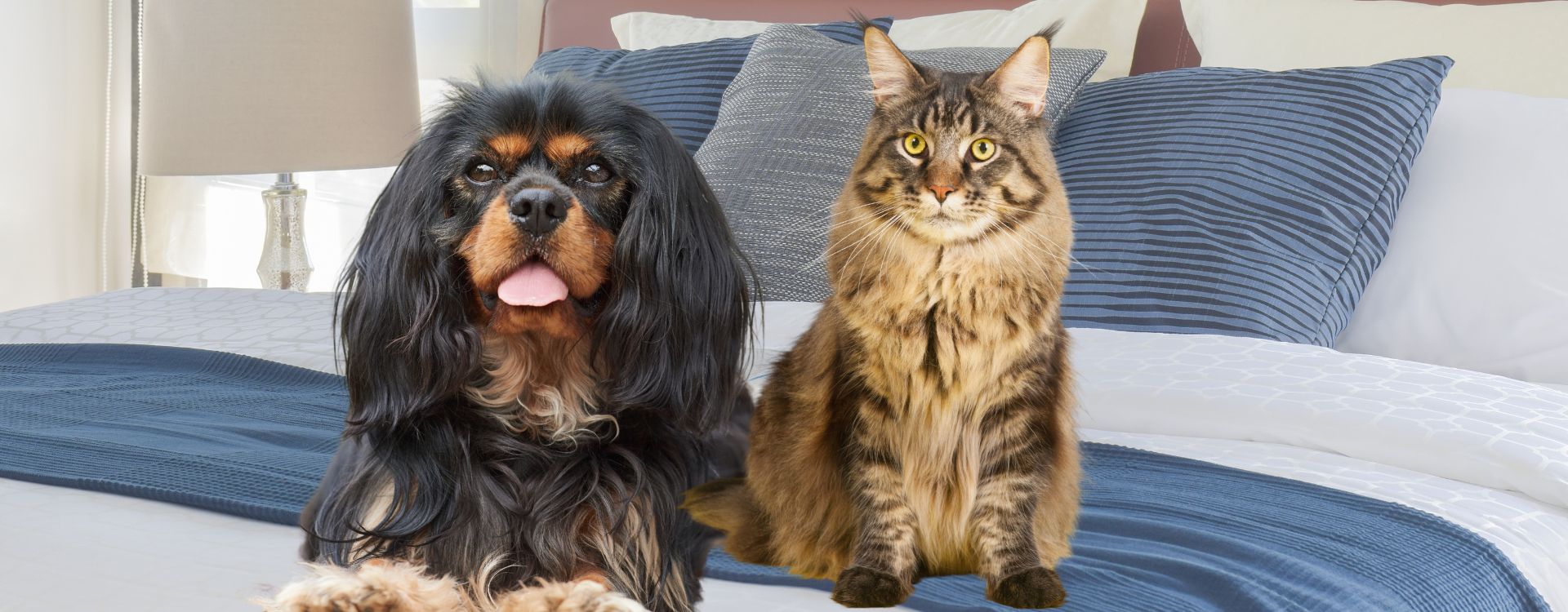 Congestive Heart Disease in Dogs and Cats