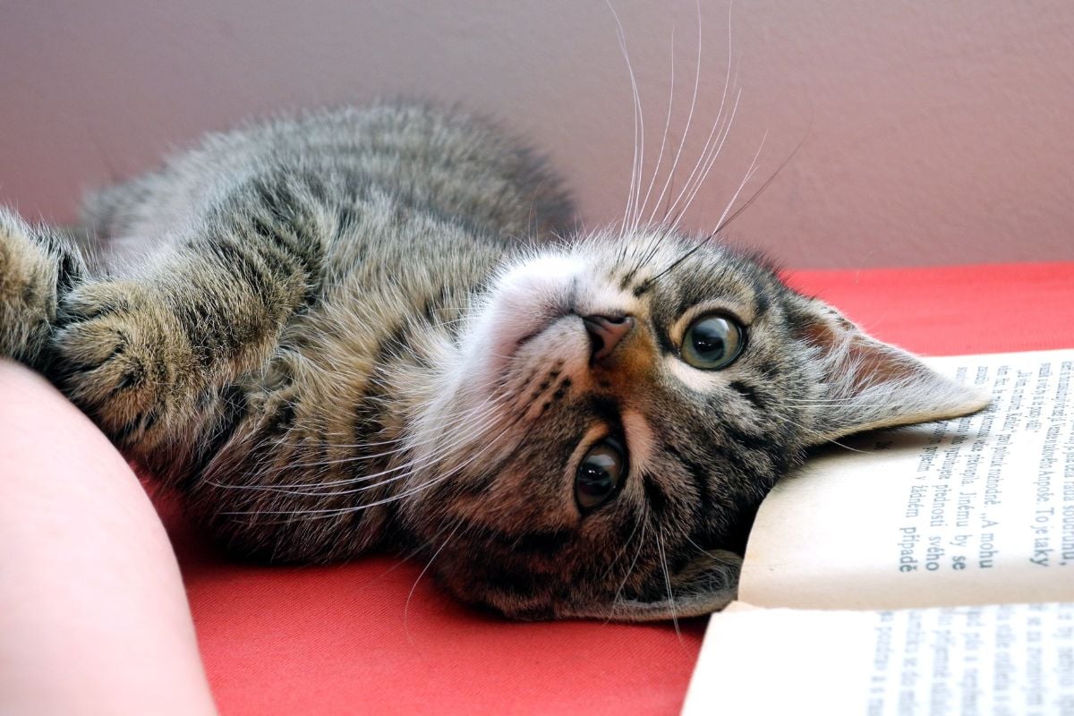 Heartfelt Cuddles at Sugar River Animal Hospital