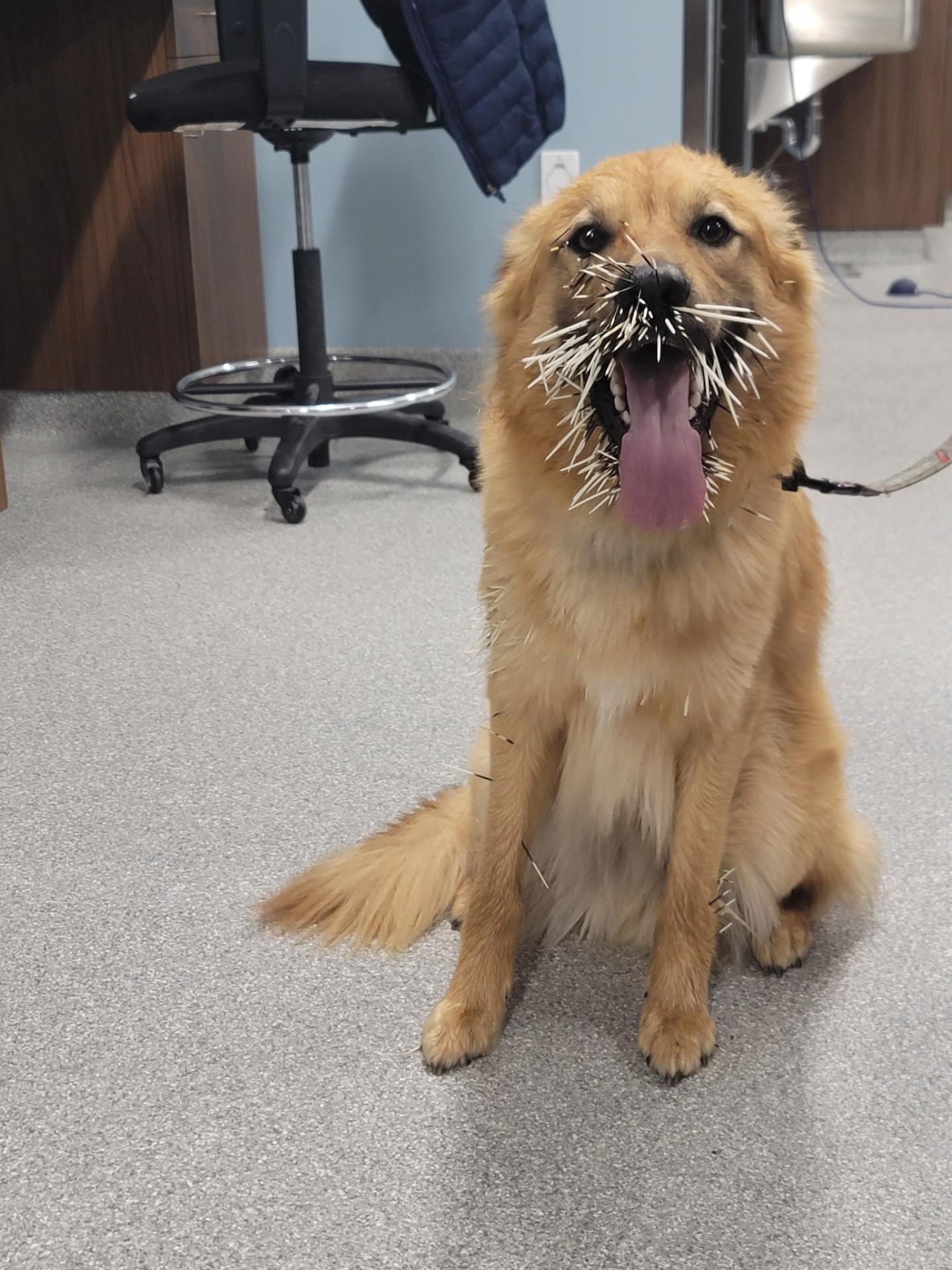 Porcupine Quills stuck in dog's face at Sugar River Animal Hospital, Grantham, NH