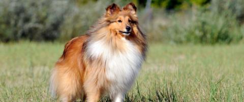 Shetland Sheepdog Breed  Shetland Sheepdog Breed