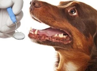 The 7 Steps to Pet Dental Cleaning For Better Overall Health