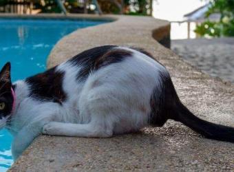 In Honor of National Swimming Pool Day: How to Prevent Dry Drowning In Pets