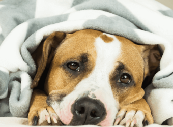 6 Symptoms of Dog Illness You Should Never Ignore