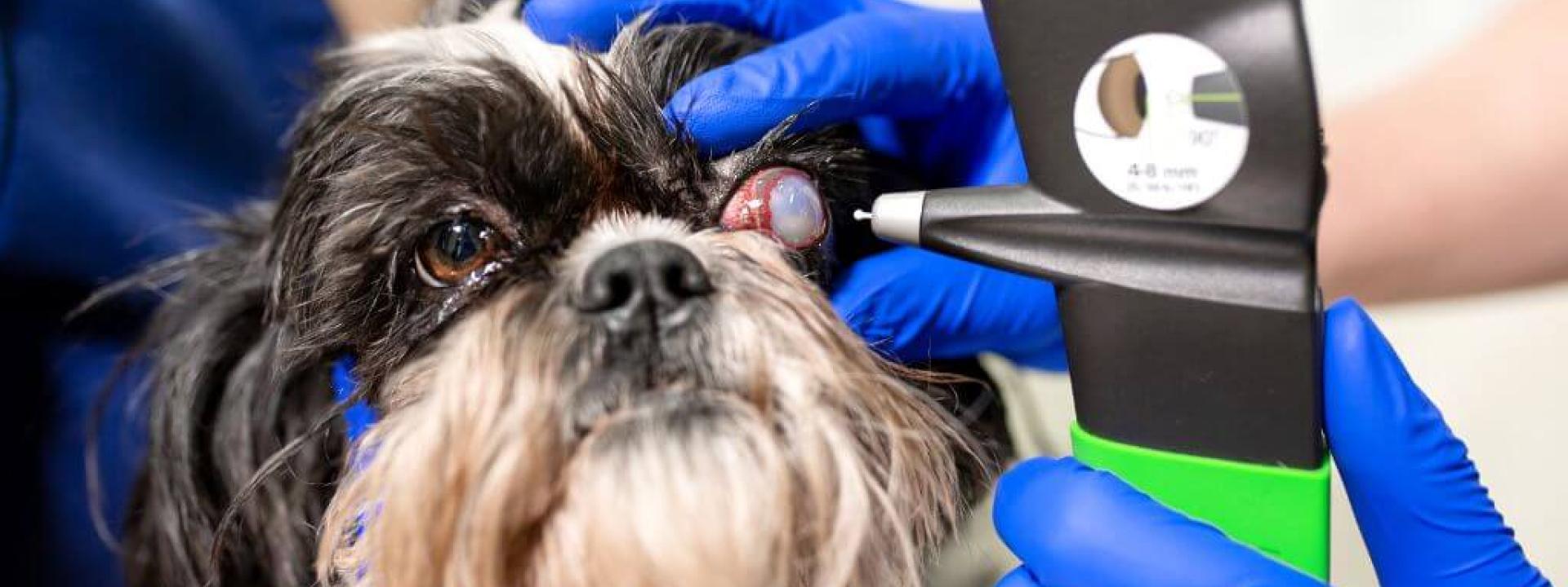 A dog having its eye examined by a veterinarian.