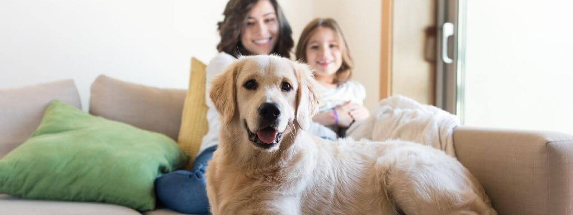 A Veterinarian’s Guide to At Home Pet Vaccinations: The Pros, Cons, and Risks to Be Aware Of A dog sitting on the couch with its family prior to at home pet vaccinations