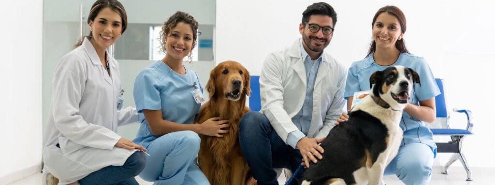 A Veterinarian's Role In The One Health Perspective A team of veterinarians and two dogs