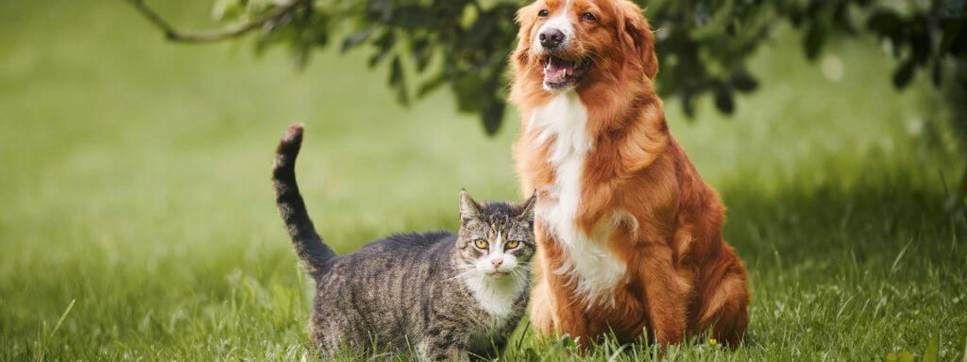 A dog and a cat standing in the grass together outside, where ear infection causing allergens may be present.