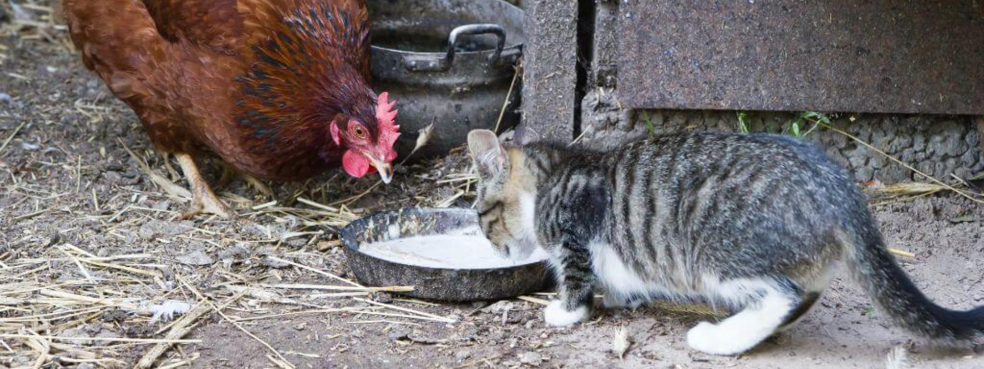 Bird Flu and Cats: What Every Pet Owner Needs to Know Bird flu can be transmitted to cats by outdoor poultry.