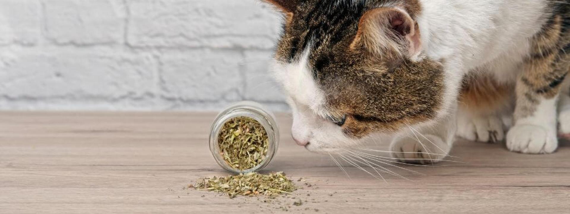 Catnip: What It Is, How It Works, and Why Cats Love It Catnip: What It Is, How It Works, and Why Cats Love It