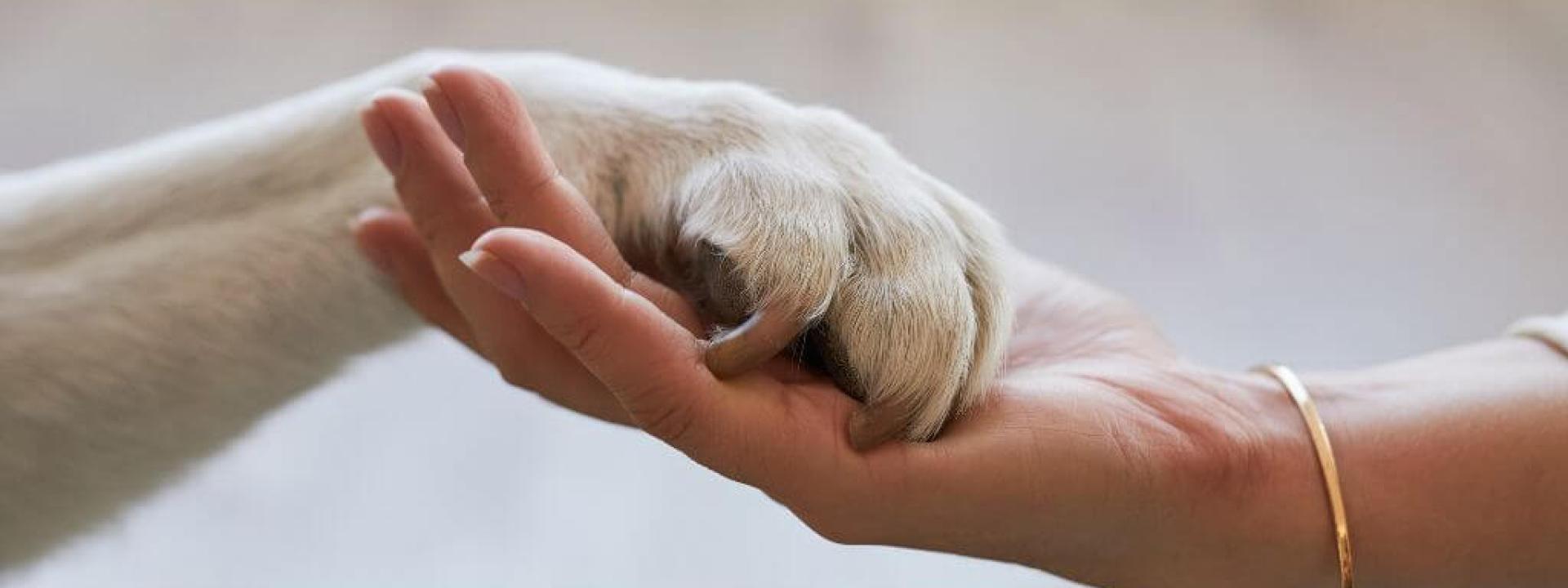 Dealing with Holidays After the Loss of a Pet A pet owner holding a dog's paw, symbolizing pet loss
