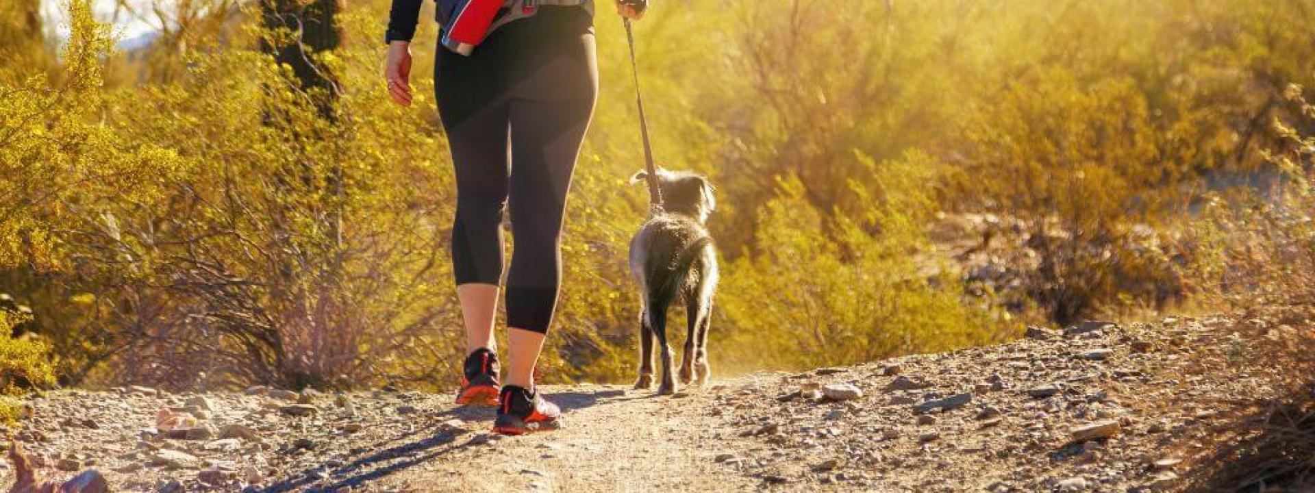 Everything You Need to Know About Dog Rattlesnake Bites & How Your Veterinarian Will Treat Them A woman walking her dog outside in Arizona