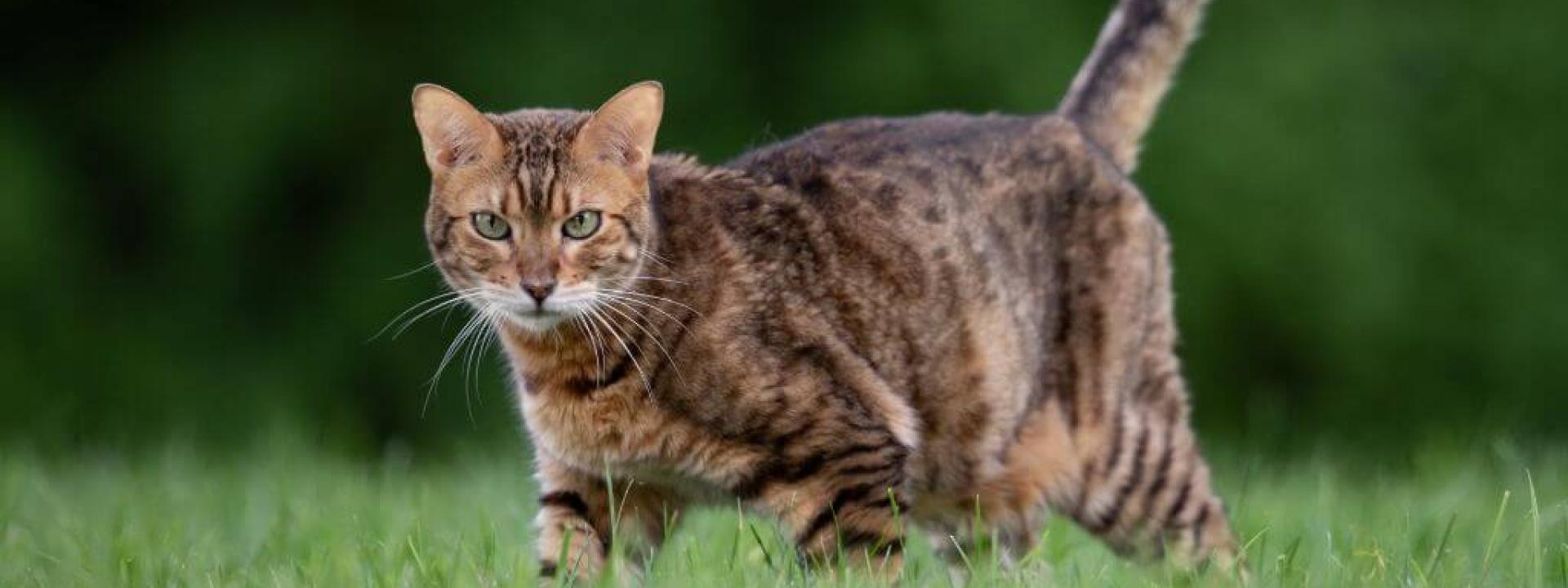 How Hot Is Too Hot for Cats? Your Guide to Caring for Outdoor Cats as Temperatures Rise Cat walking outside in the grass, vulnerable to high temperatures