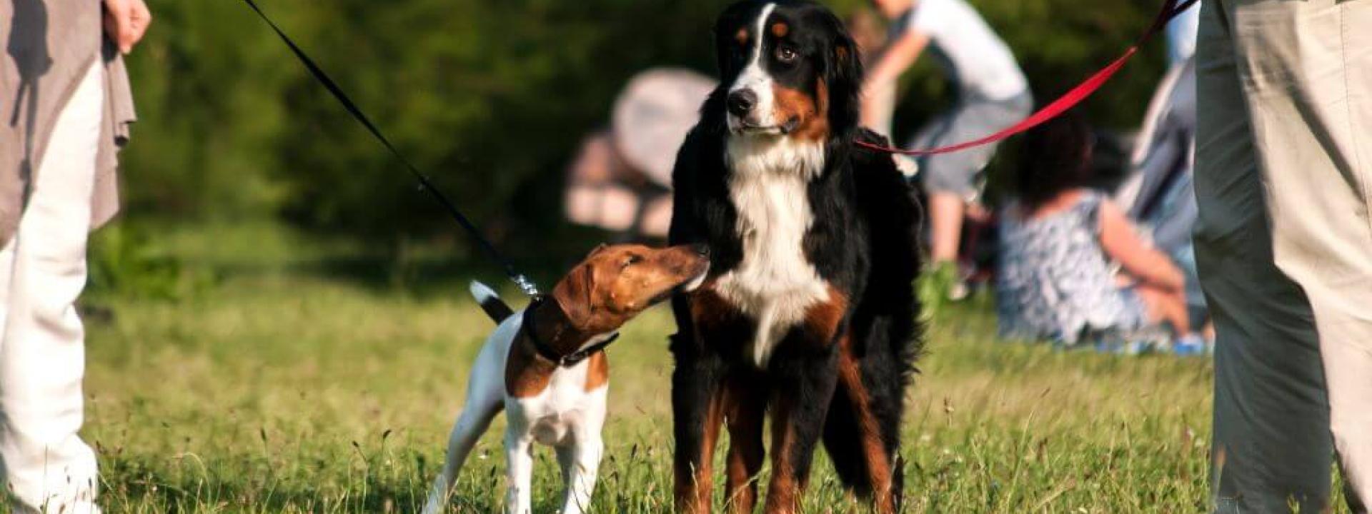 How to Introduce Dogs to Each Other: Expert Tips for a Positive First Encounter Two dogs on leashes meeting each other