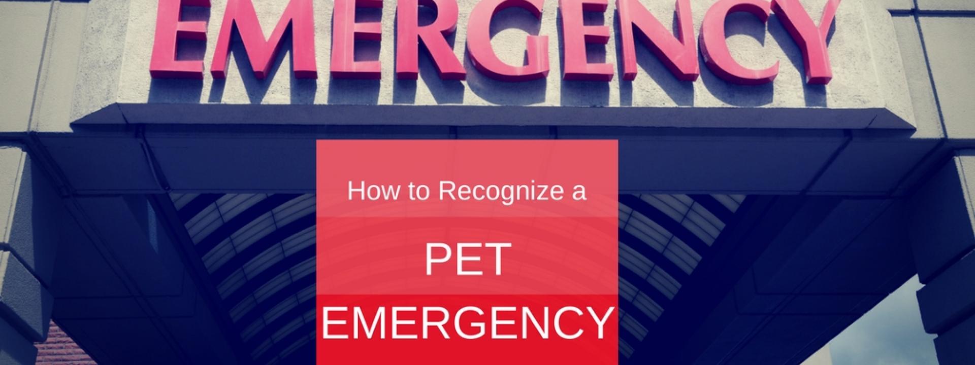 How do you recognize a pet emergency? How do you recognize a pet emergency?