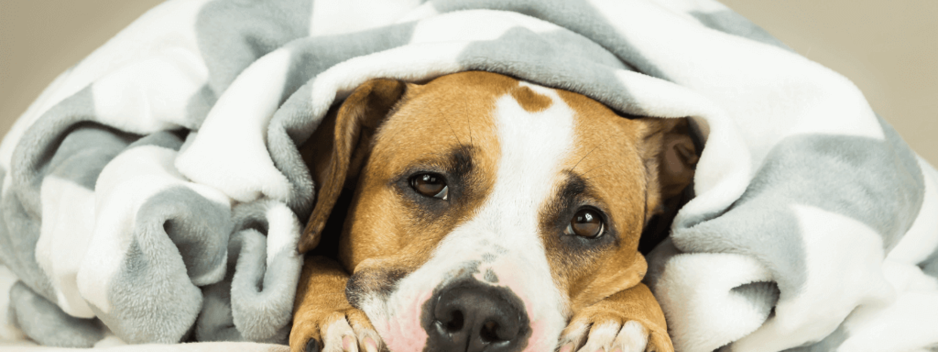 symptoms of a sick dog