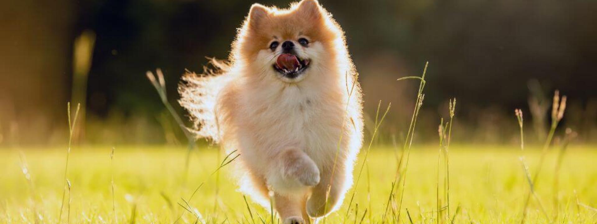 5 Tips for Selecting the Best Flea and Tick Prevention For Your Dog A dog running outside, at risk for fleas and ticks