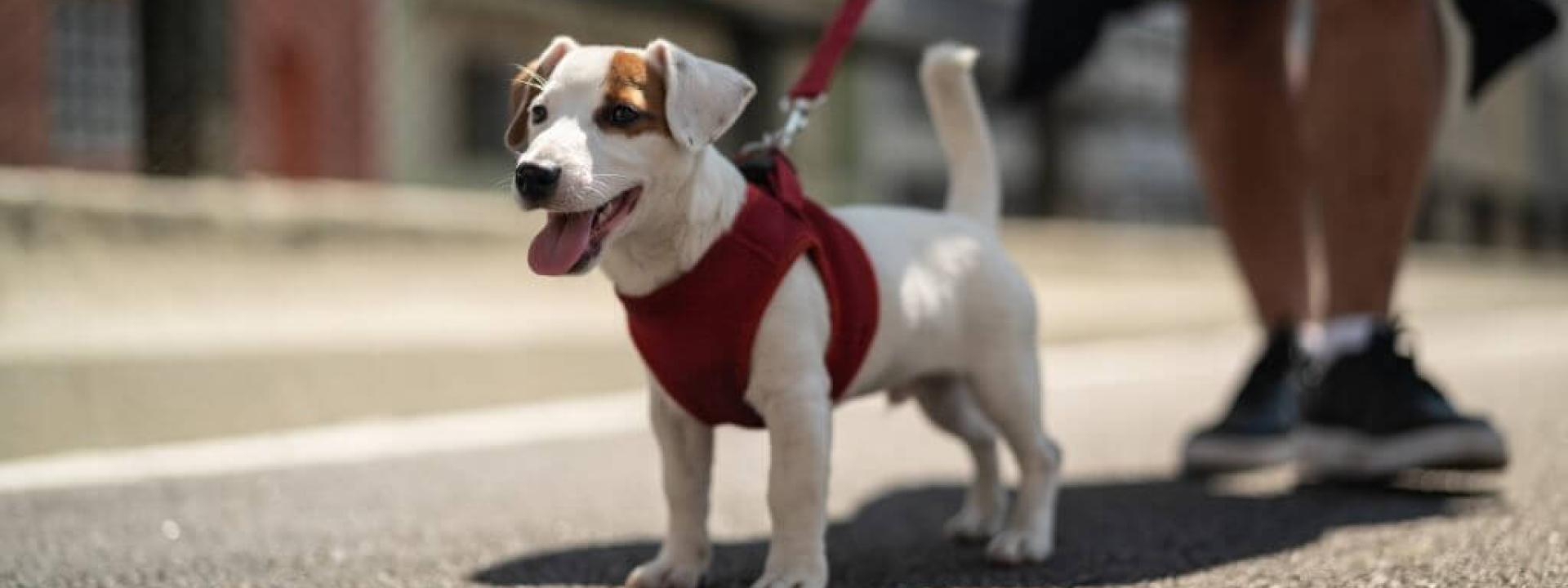 Avoiding Burnt Dog Paws: How to Care for Your Pup’s Paws in the Summer Heat Small dog in a red harness walking on hot pavement, at risk for paw pad burns