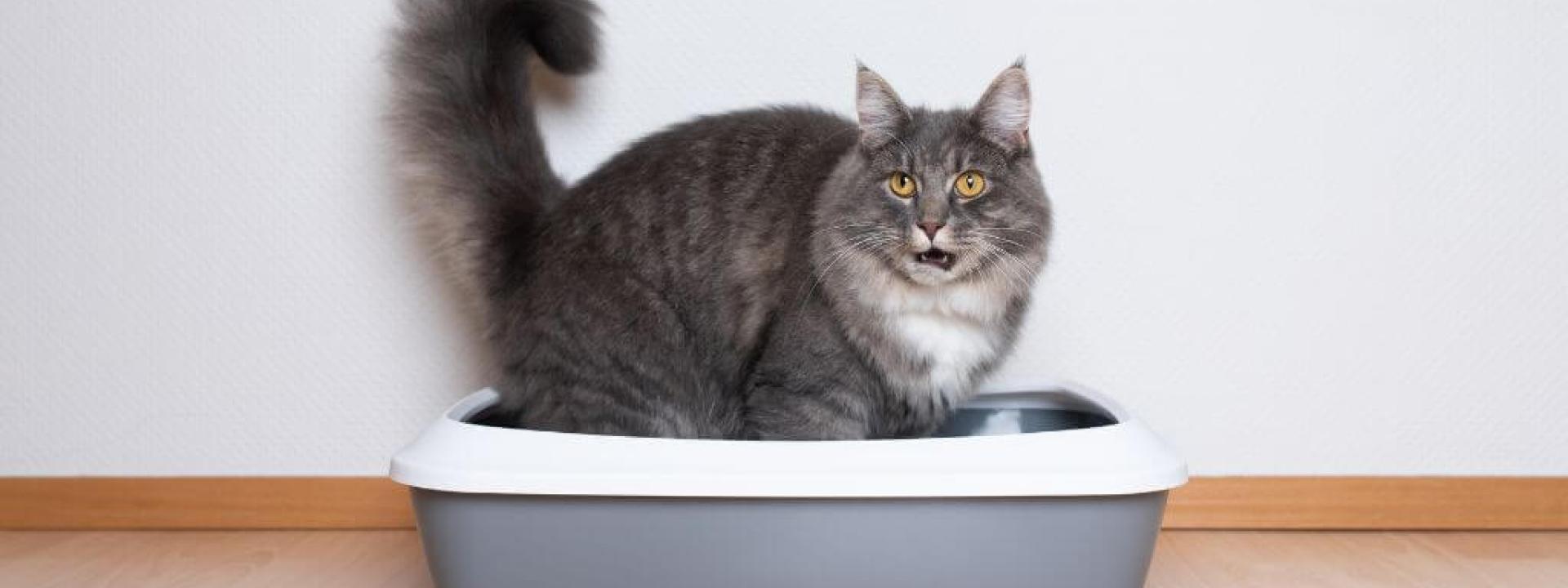 Causes and Cures for Cat Constipation A cat straining to poop in the litter box due to cat constipation