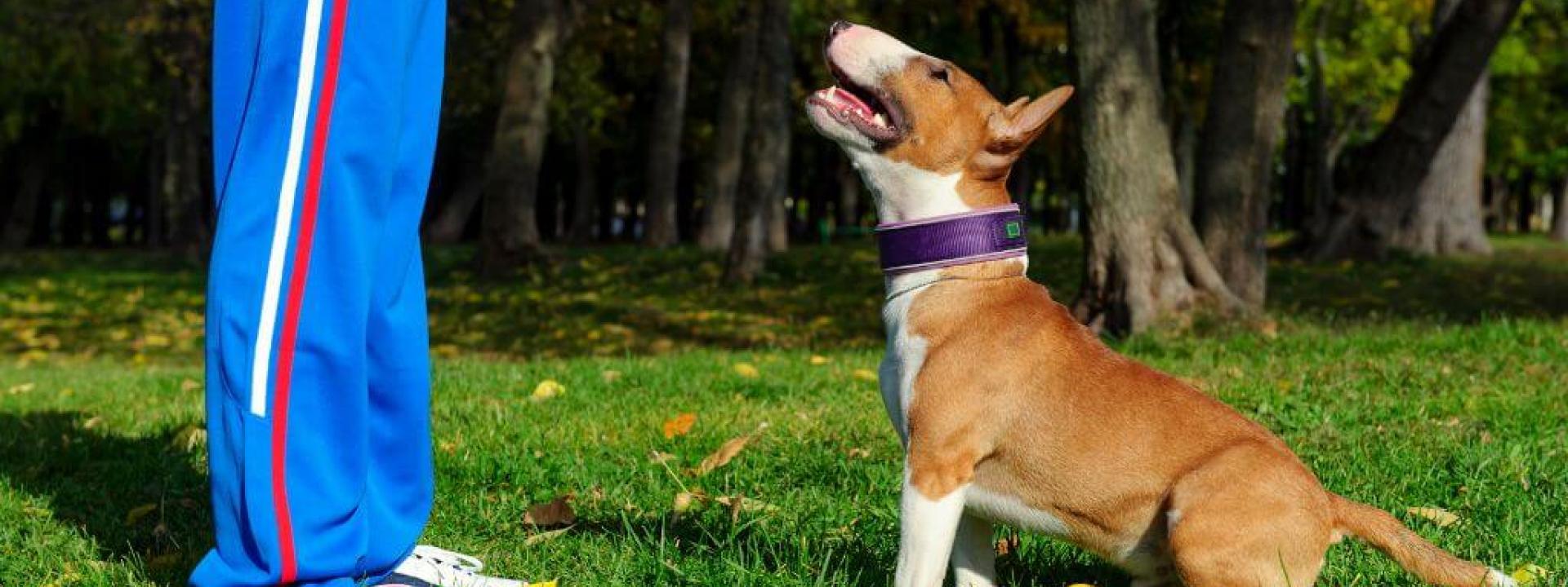 For The Love of Dog, Train Your Dog! A bull terrier dog training with its owner outside.