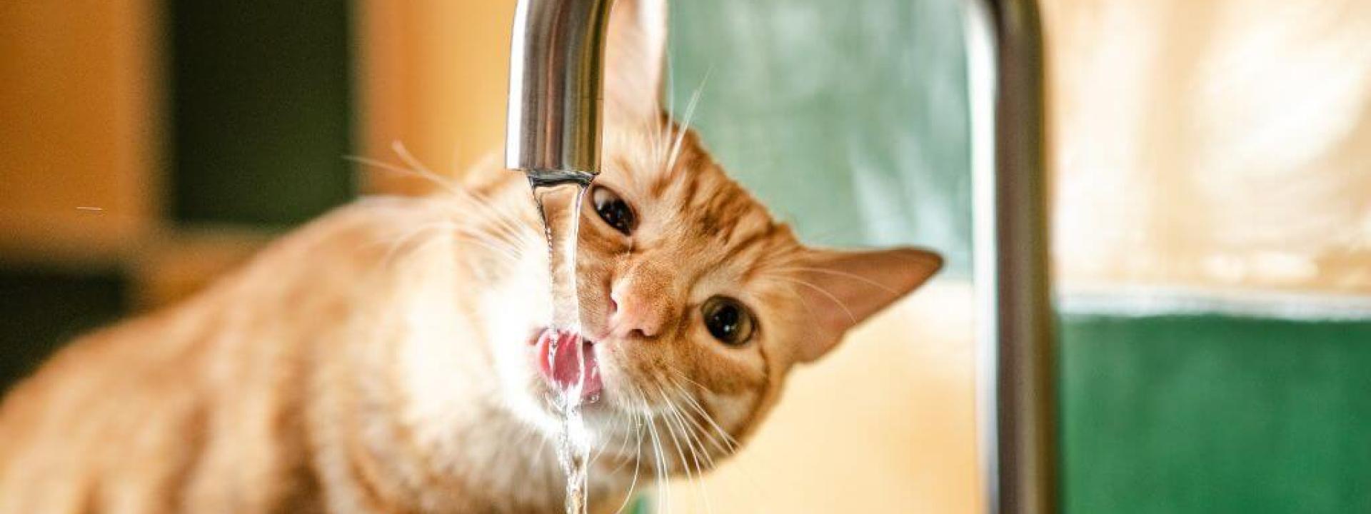 Is My Cat Dehydrated? Spotting Dehydration in Cats and Promoting Healthy Drinking Habits Orange cat drinking from a sink faucet to avoid cat dehydration