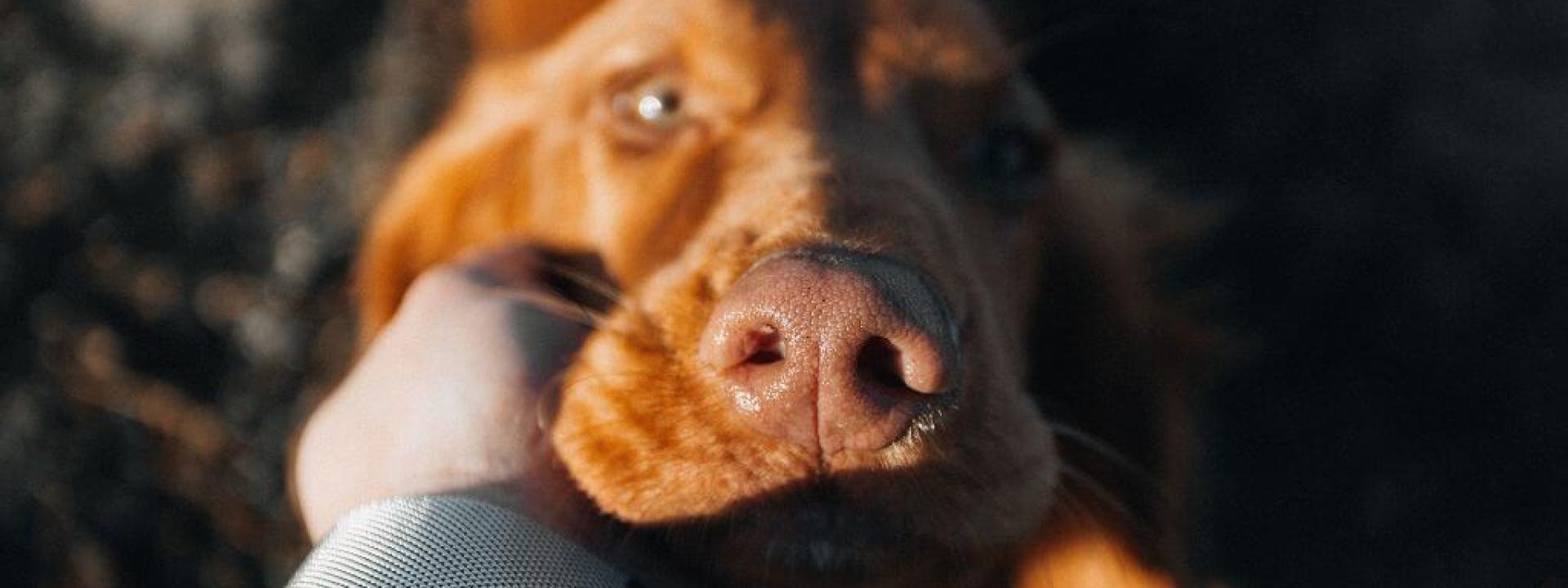Palliative and Hospice Care for Pets: Compassionate End-of-Life Care for Dogs and Cats A close up of a dogs head being held in its owners hands