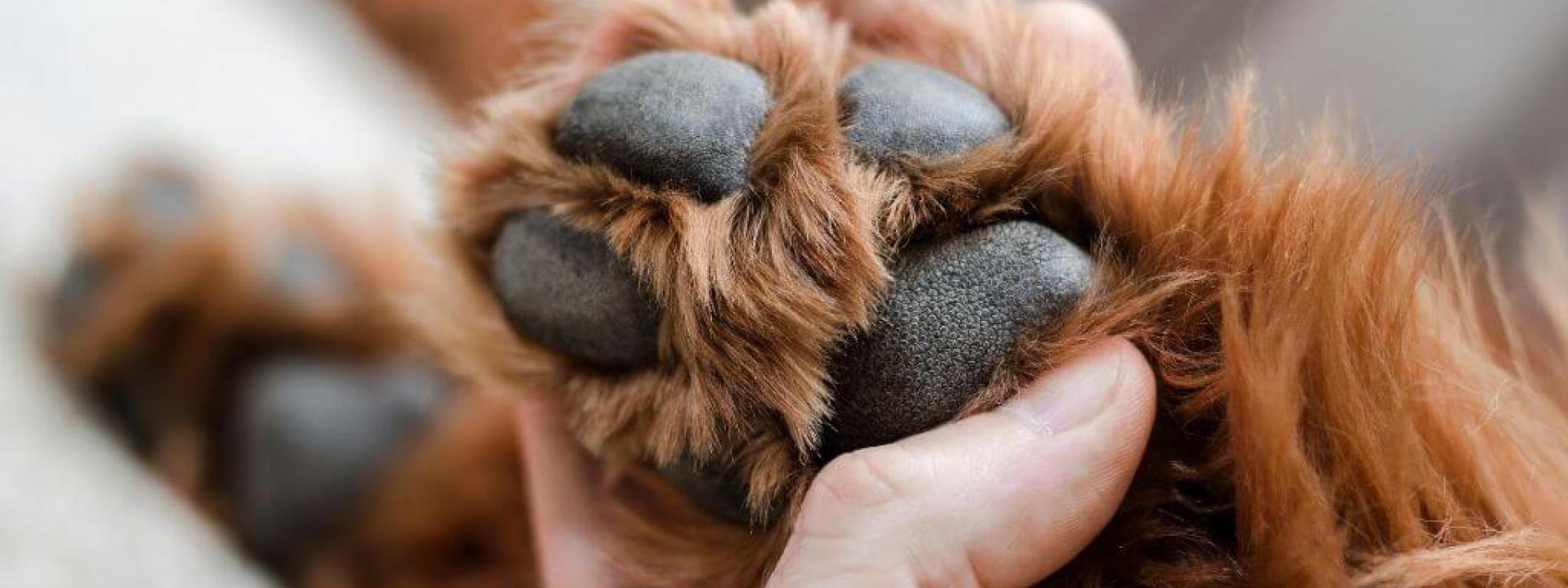 Paw Pad Burns: How They Happen & What You Can Do About Them Close up of a brown dog's paw pads being examined by their owner