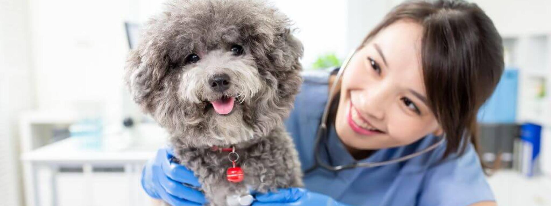 Pet Heart Health 101 Common Cardiac Conditions in Dogs & Cats A dog having its heart checked at the vet for heart conditions in dogs