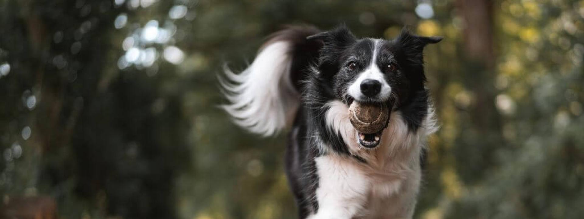 Understanding Dog Emotions: How to Decode Your Dog’s Behaviors & Know What They’re Feeling Happy white and black dog running outside with a tennis ball in its mouth