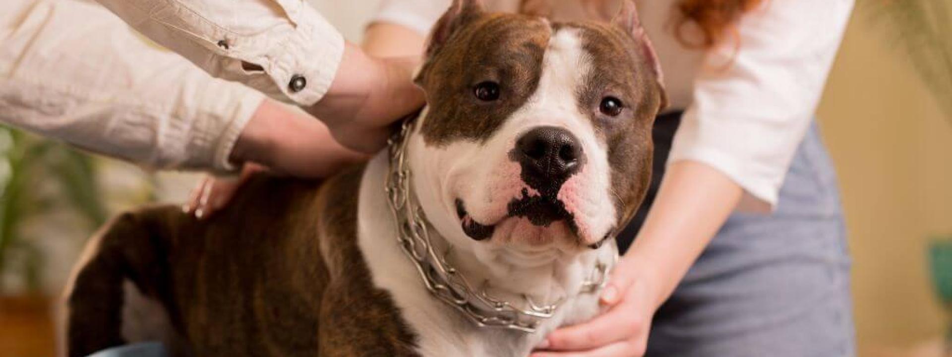 Understanding Holistic Veterinary Care and Natural Pet Health Solutions Dog getting pet by owners
