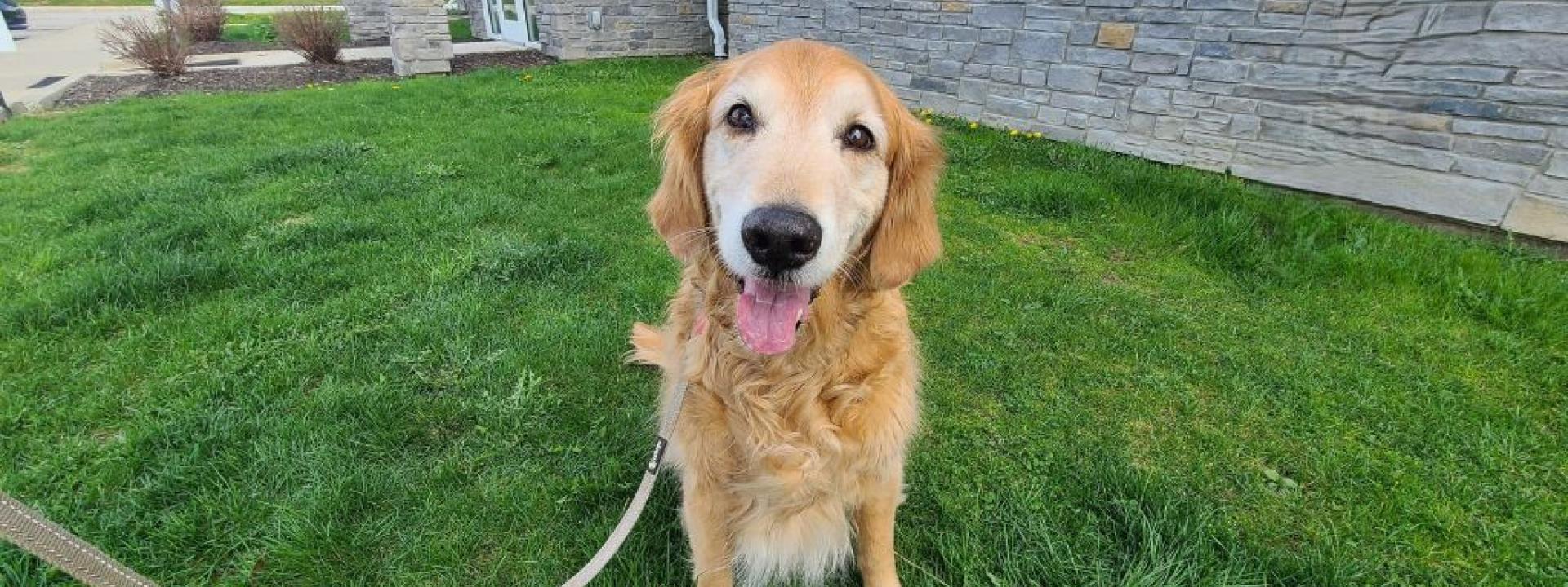 Understanding Osteoarthritis: Minimizing Pain, Maximizing Quality of Life Senior dog with osteoarthritis sitting outside in the grass