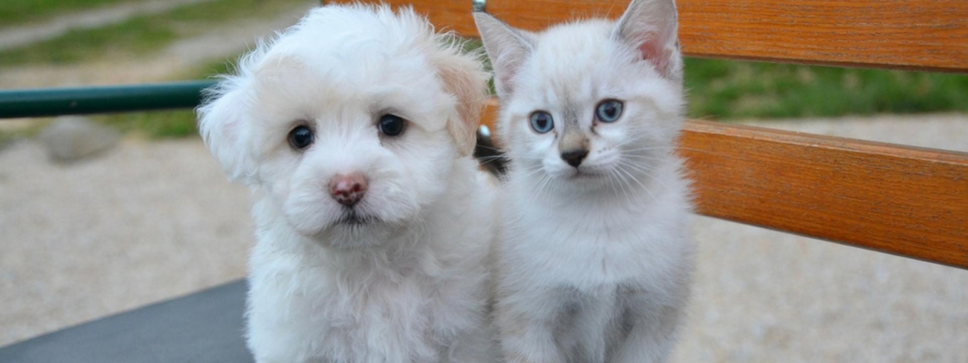 Finding the Right Vaccine Protocol for Your Pet Finding the Right Vaccine Protocol for Your Pet