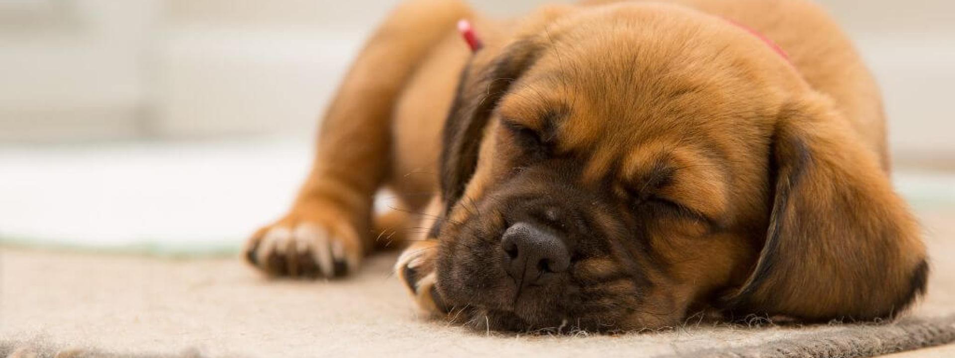 What Dog Owners Should Expect When it Comes to Kennel Cough Treatment A dog on bed rest as part of kennel cough treatment