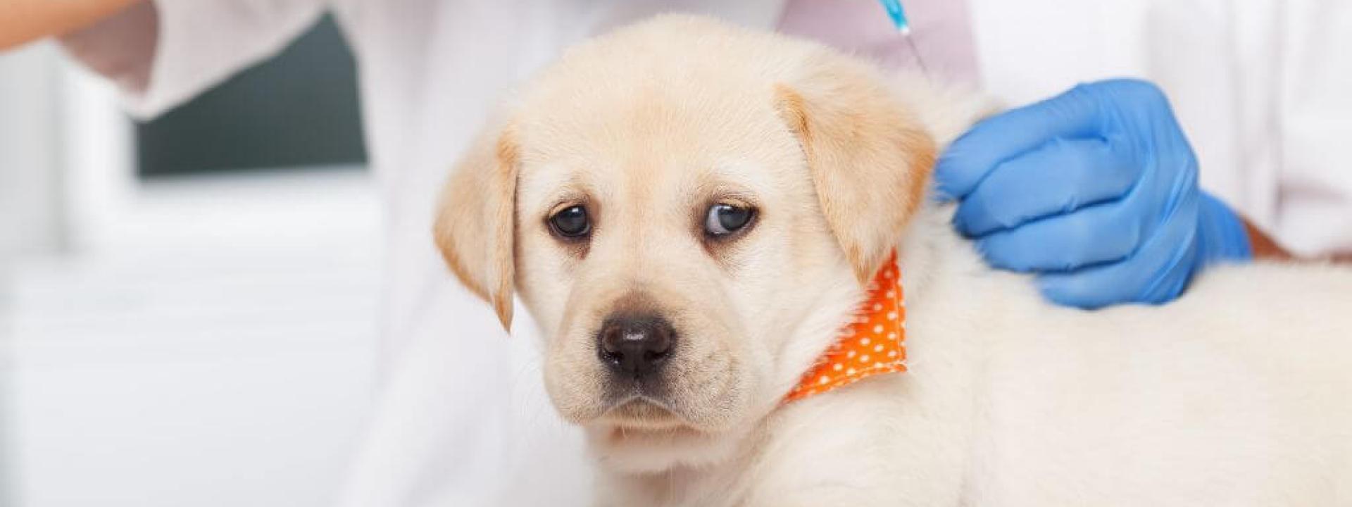 What Happens If You Don't Vaccinate Your Pet? The Risks You Need to Know Small puppy getting a dog vaccination at the vet's office