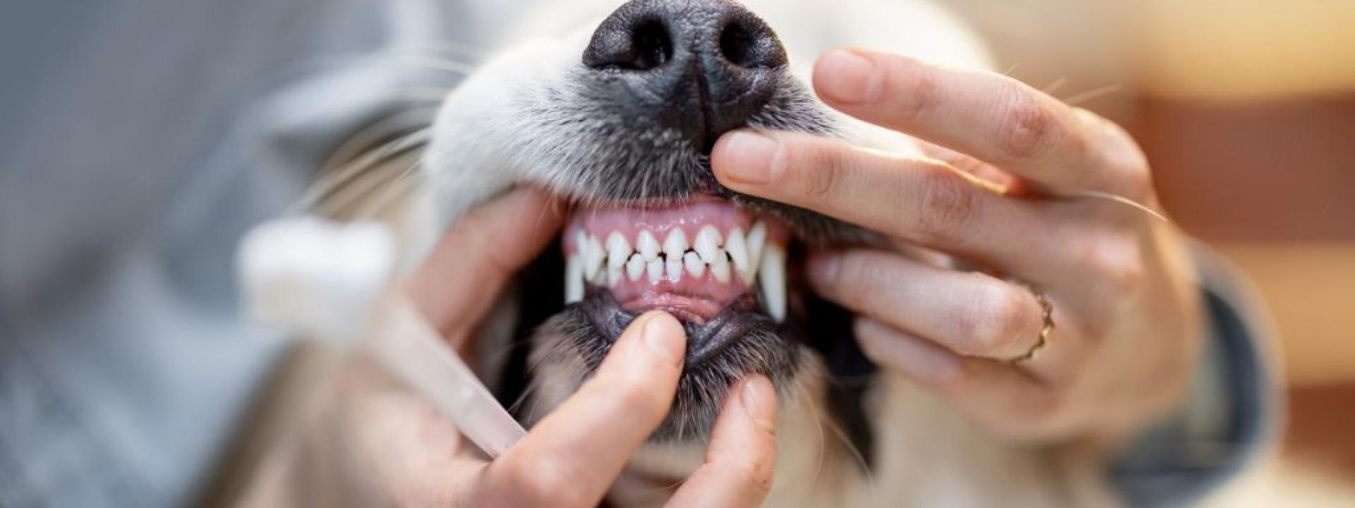 Close up of a dog's teeth for a pet teeth cleaning.