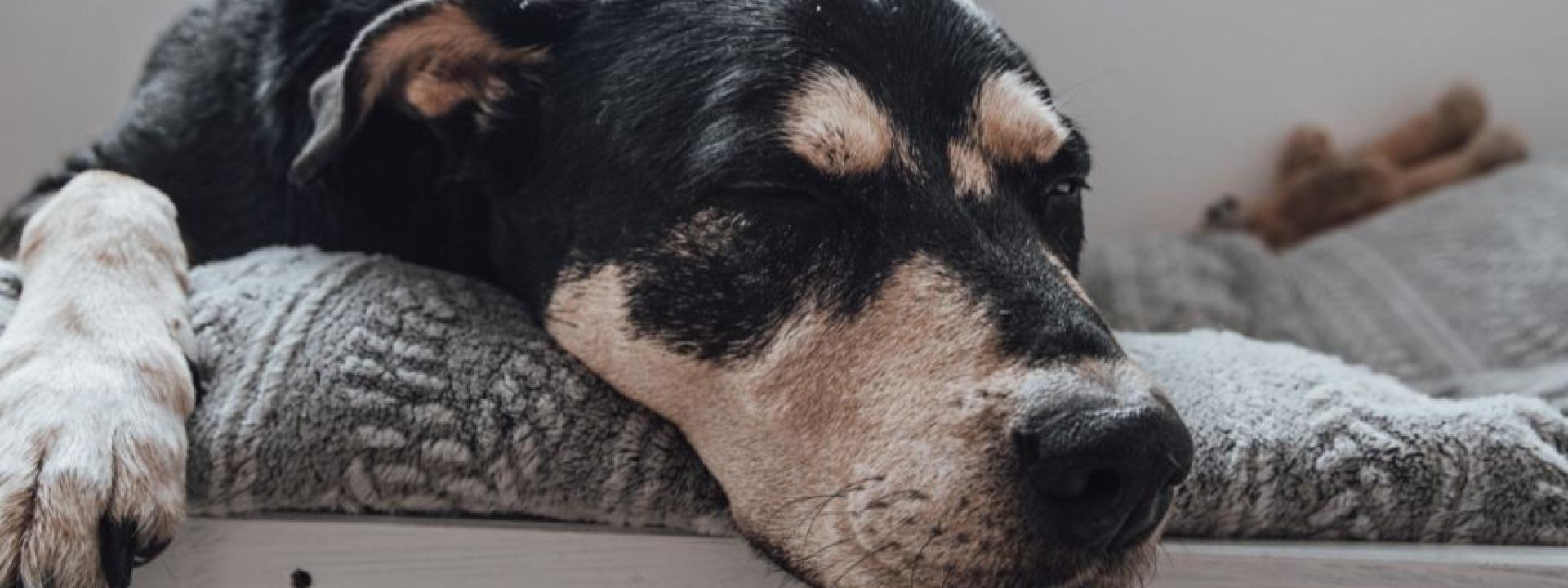 A lethargic dog displaying signs of distemper.