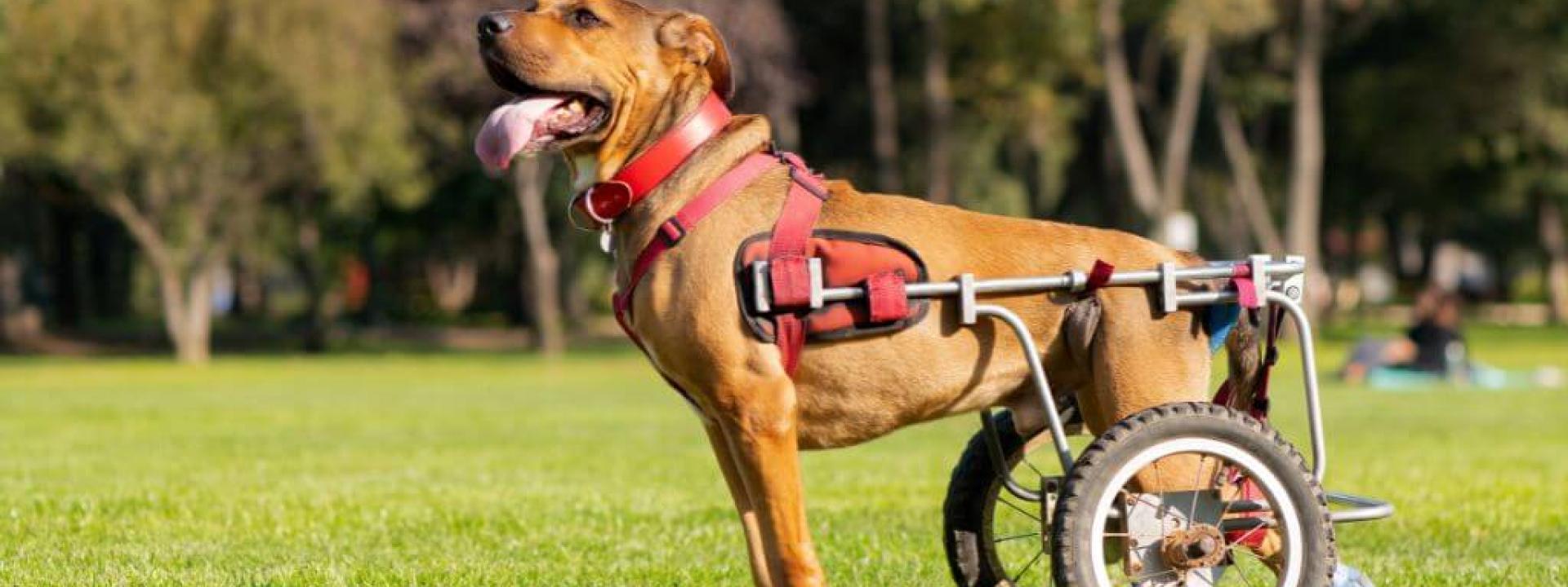 A large dog in a wheelchair that may be considered a less adoptable pet.