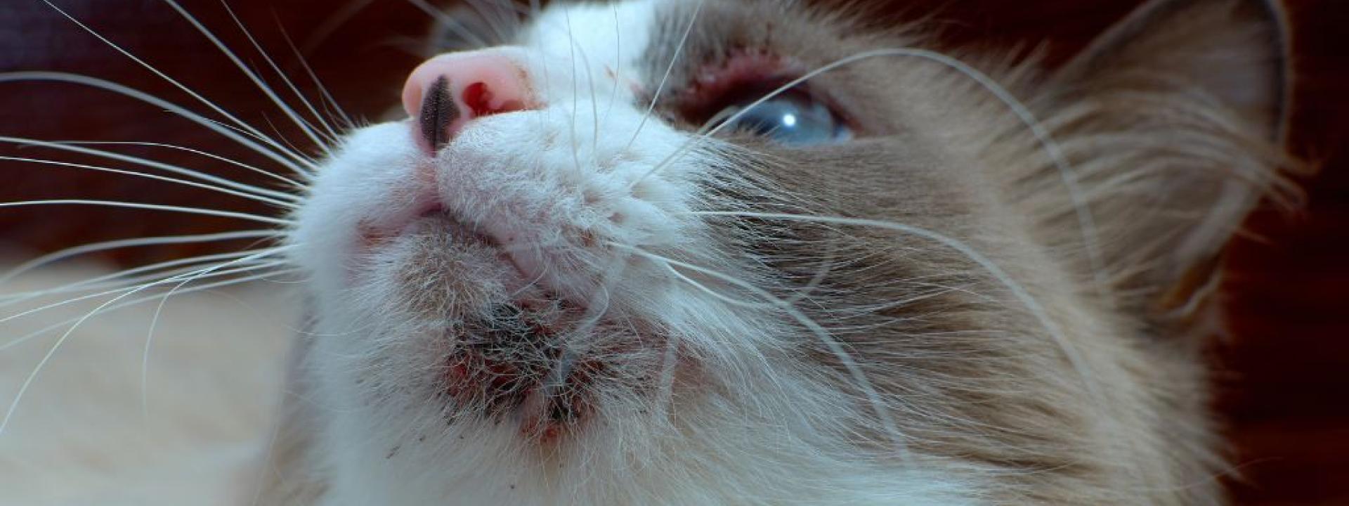 Why Does My Cat Have Chin Acne? Causes and Solutions for Feline Breakouts A chat with chin acne