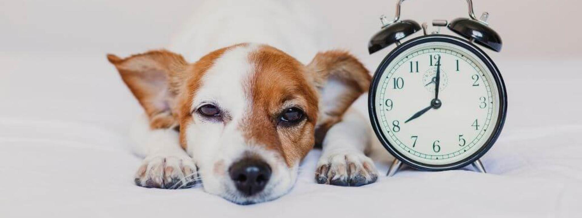 Why Your Pet Needs a Routine A dog laying next to clock, symbolizing a daily routine for dogs.